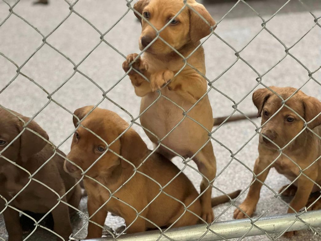 Animal Aid USA Dog Rescue NJ
